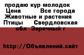 продаю кур молодок. › Цена ­ 320 - Все города Животные и растения » Птицы   . Свердловская обл.,Заречный г.